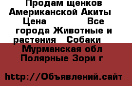 Продам щенков Американской Акиты › Цена ­ 25 000 - Все города Животные и растения » Собаки   . Мурманская обл.,Полярные Зори г.